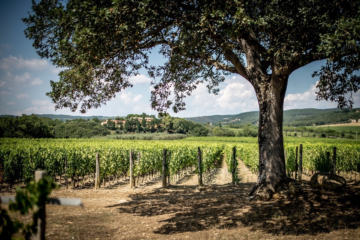 Le vigne dell'azienda Campogiovanni Le vigne dell'azienda Campogiovanni